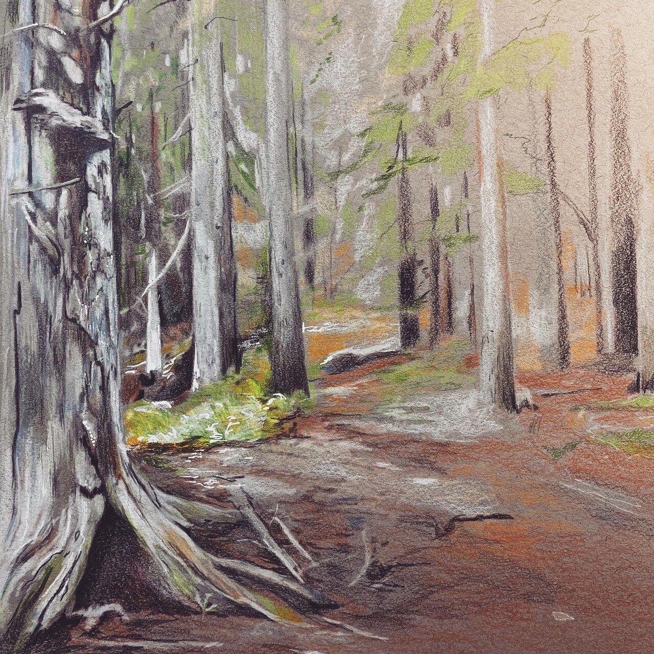 Mountain Forest Floor Study in Faber Castell Polychromos Colour Pencils, Part II